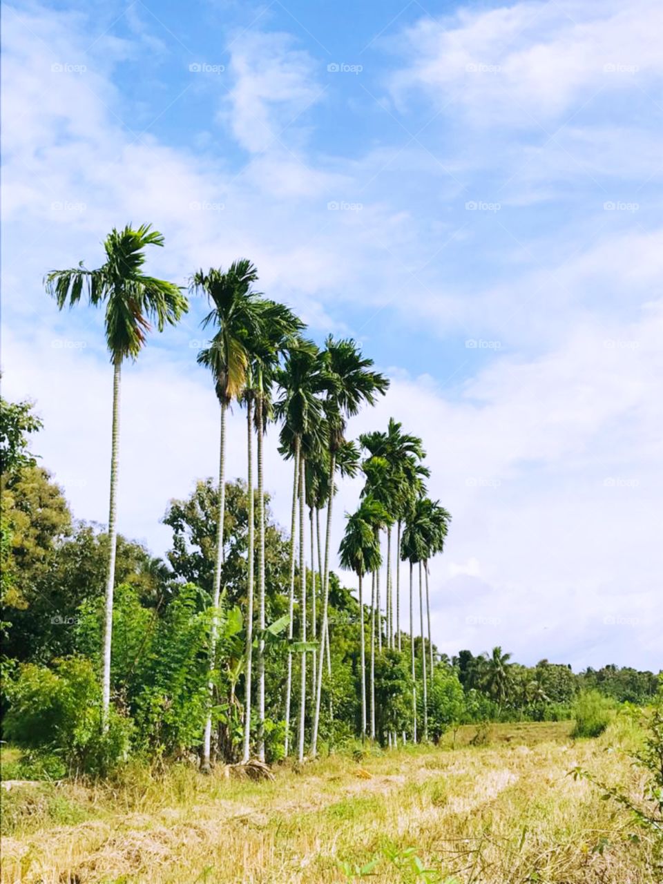 Landscape of Hillside and forest in Sri Lanka 