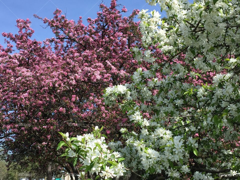 Apple blossoms 