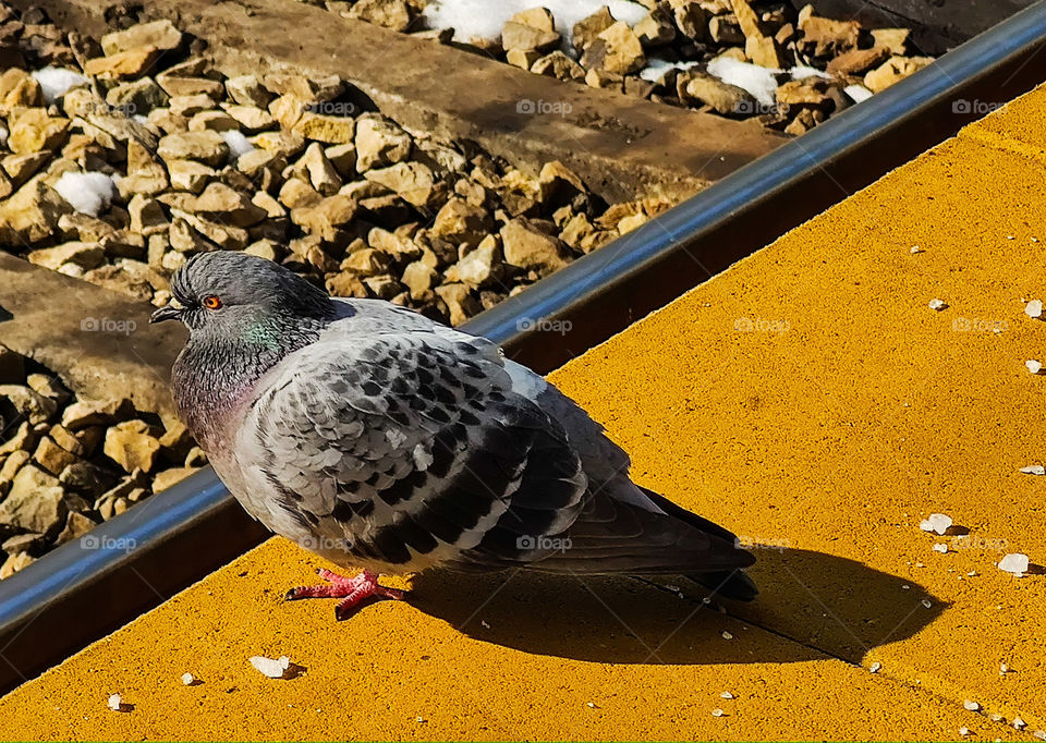 A pigeon waiting for the train