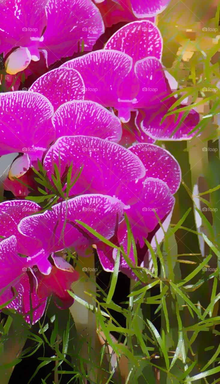 Beautiful purple lily 