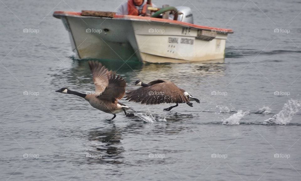 Canada geese taking flight