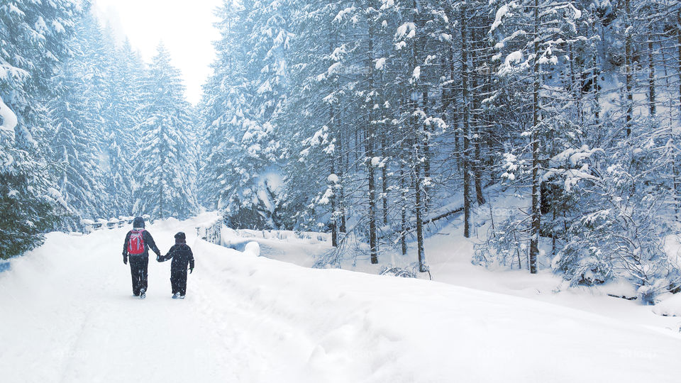 Snow, Winter, Cold, Wood, Frost