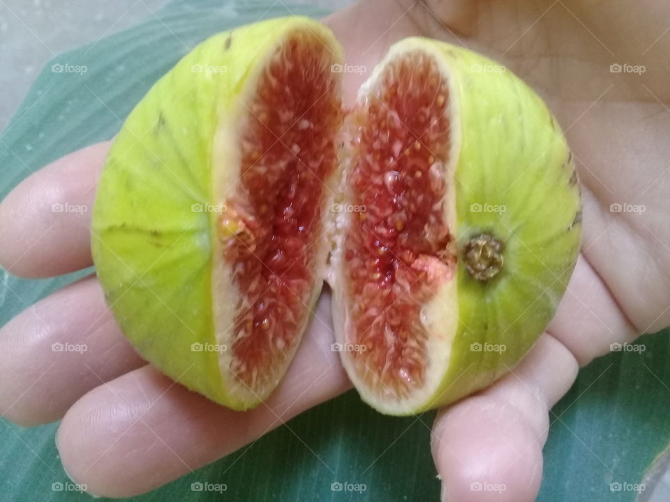 fig