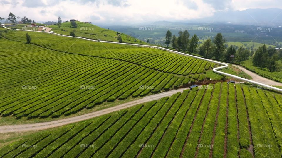 tea plantation