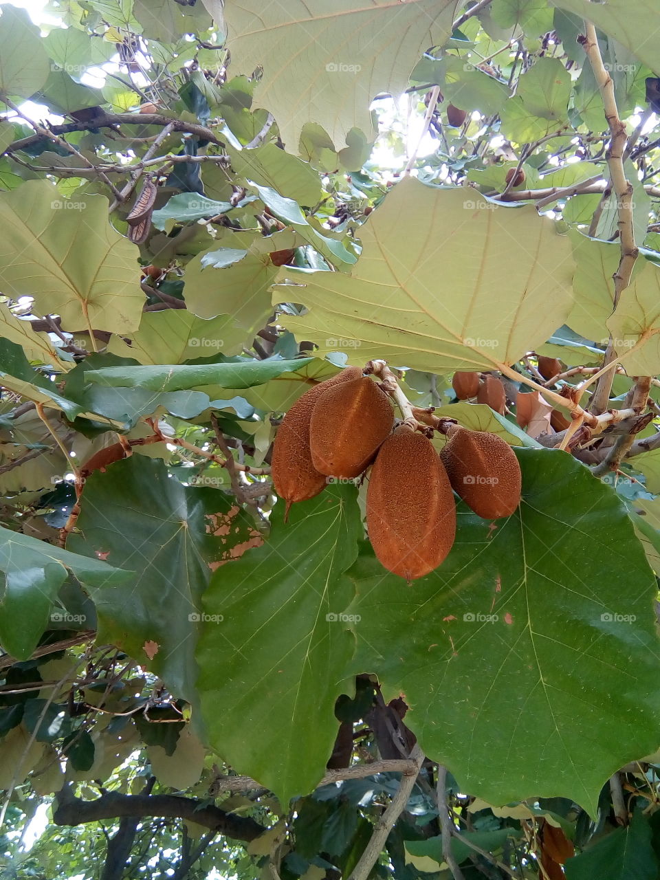 beautiful tree with big leaf.