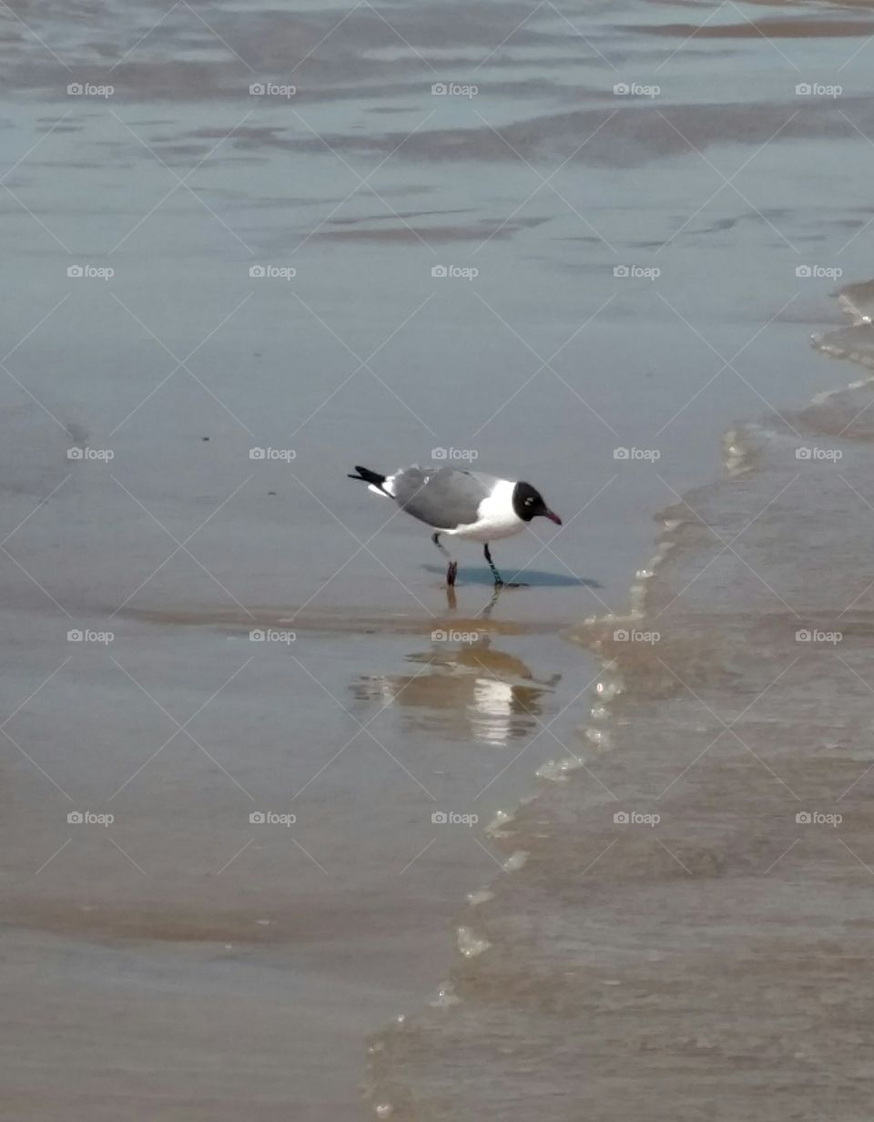 bird on beach with reflection in surf