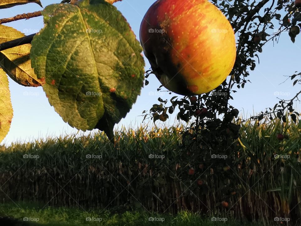 A red apple on the old tree in front of a field corbcrob