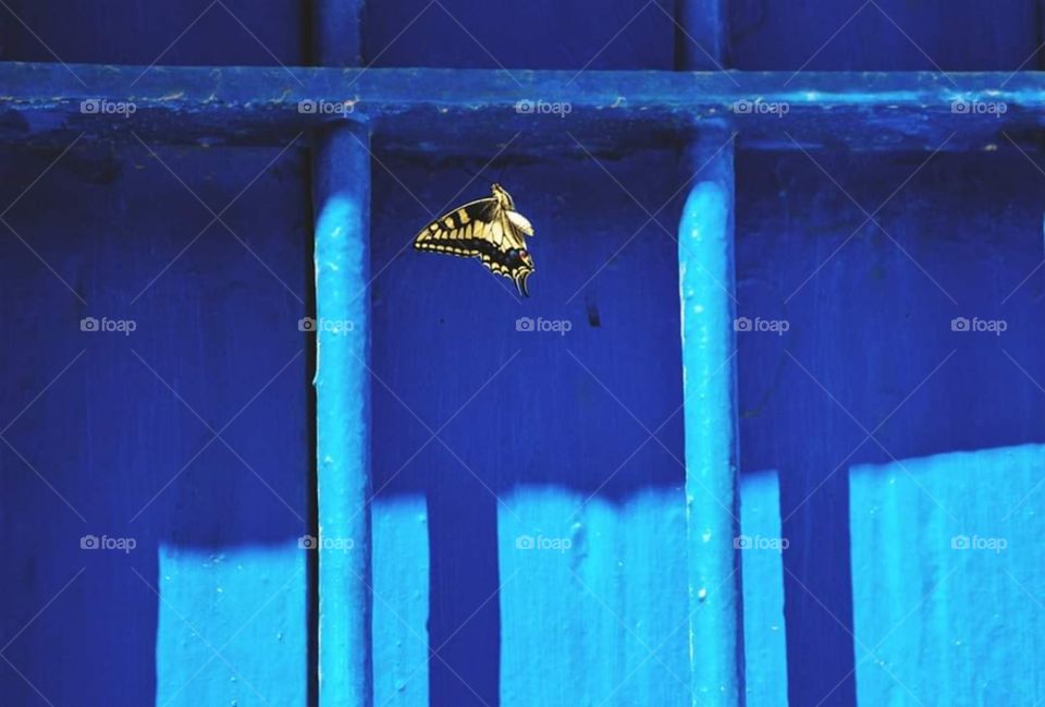 yellow butterfly on a blue window