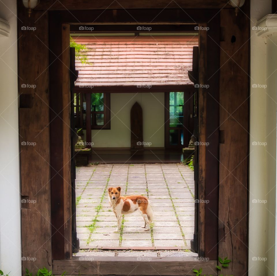 A stray dog poses in the doorway at the temple of Wat Pha lat in Chiang Mai, Thailand.