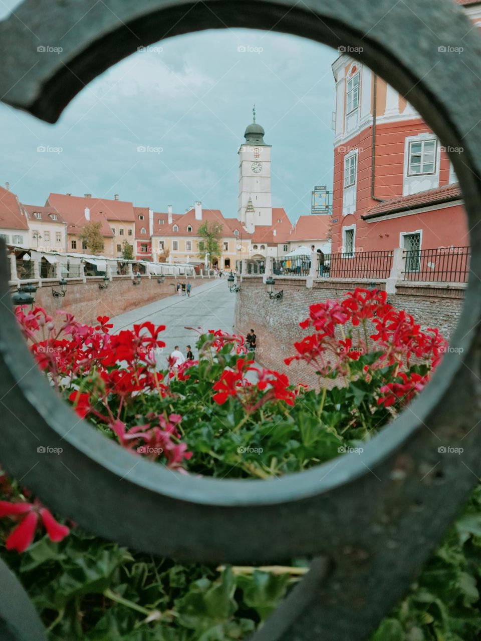 magenta flower and Council Tower