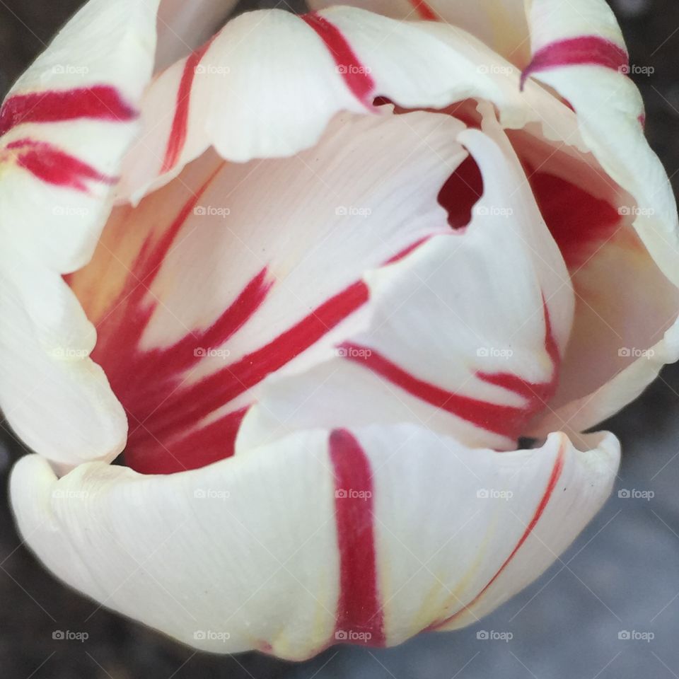 Canadian tulip
