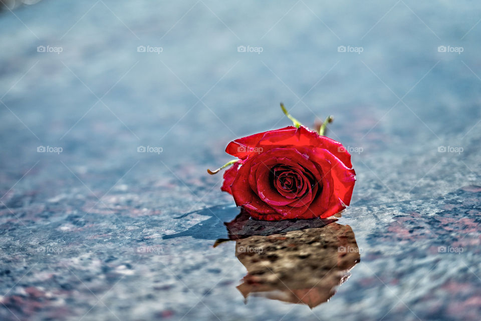 Red rose on the wet marble floor
