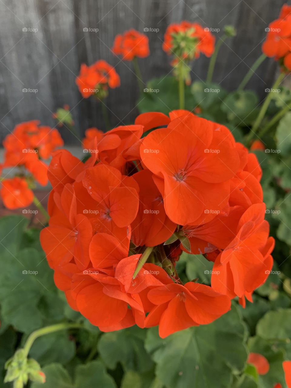 Geraniums 