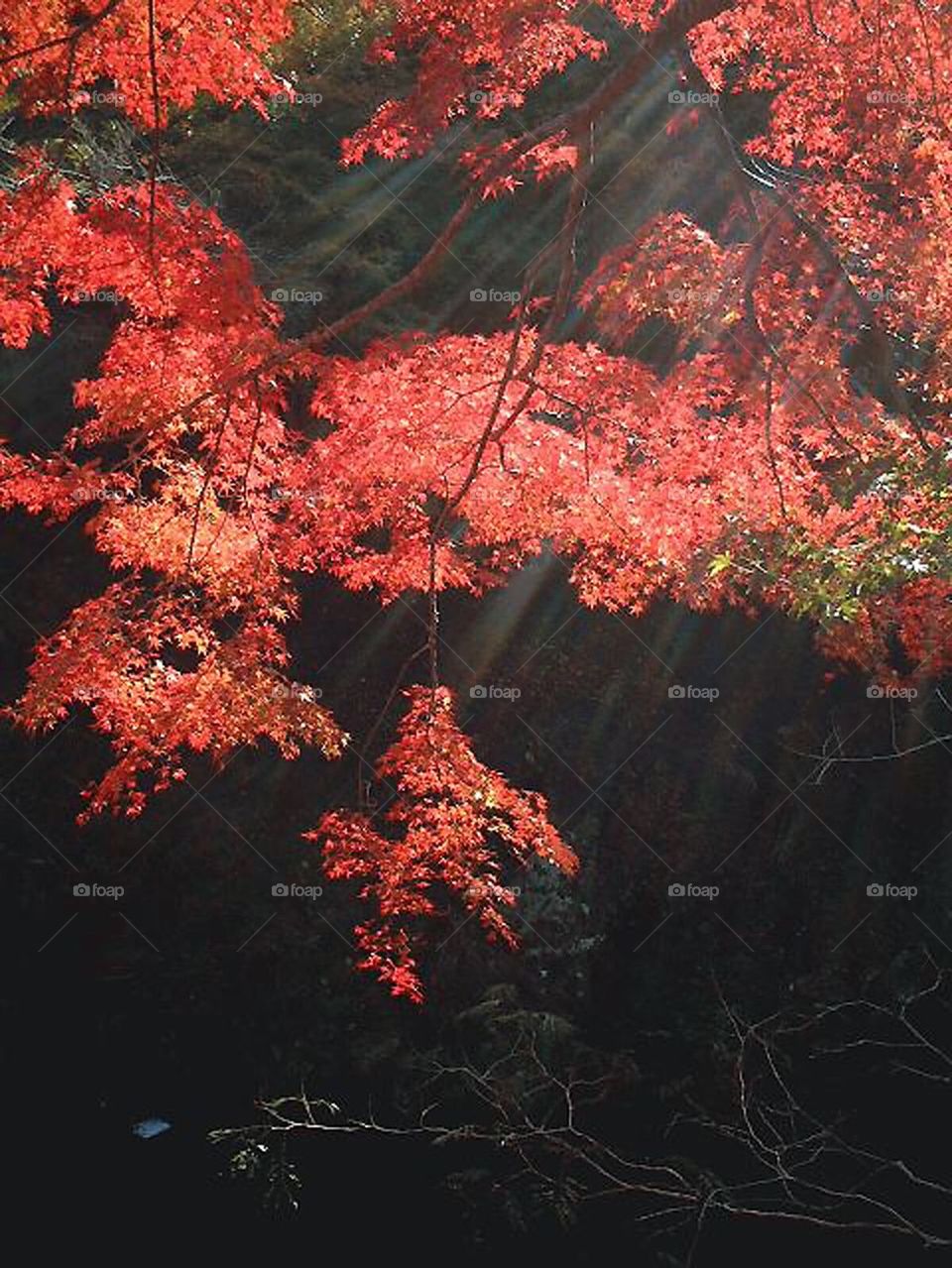 red reaves in Kyoto