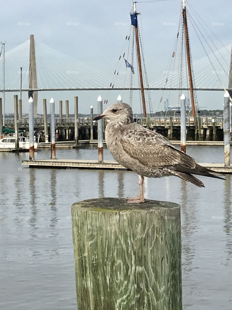 Gull atop a piling at the Marina with boats in the harbor