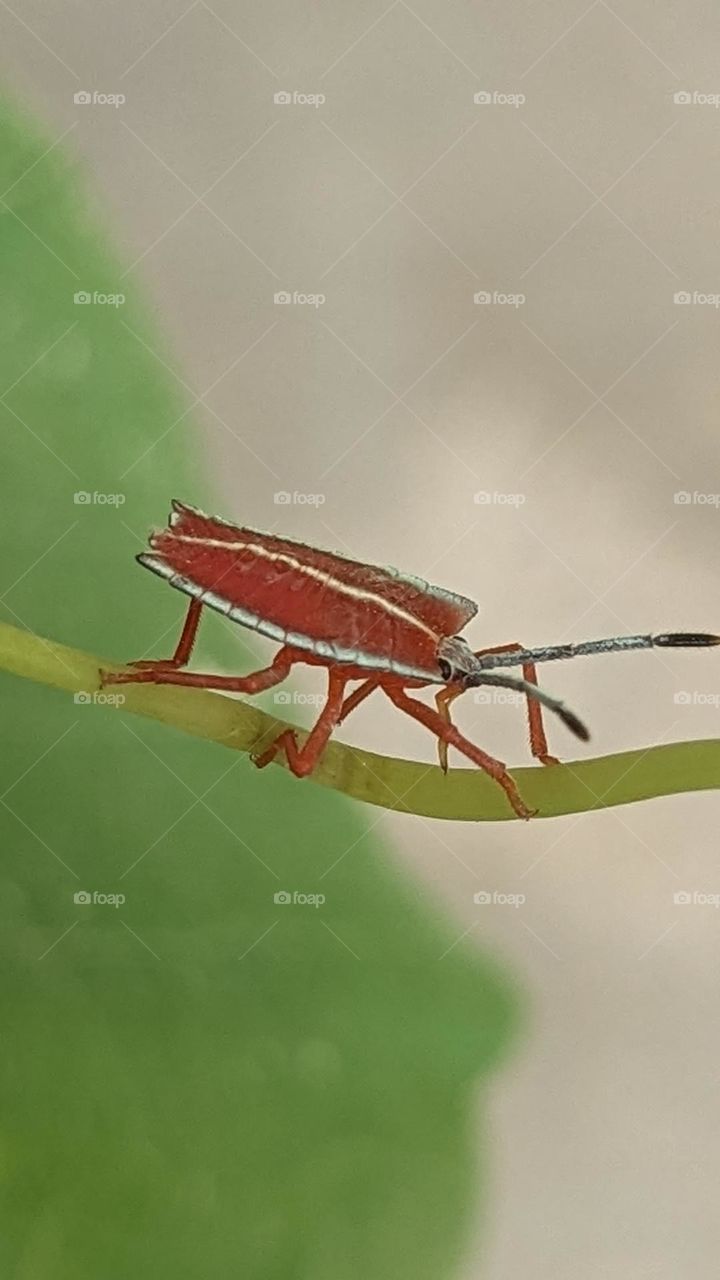 red insect on the grape tree