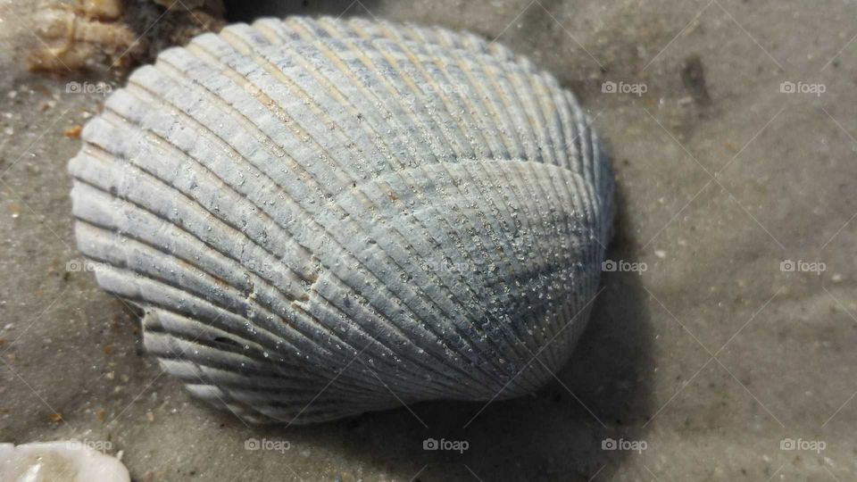 shell