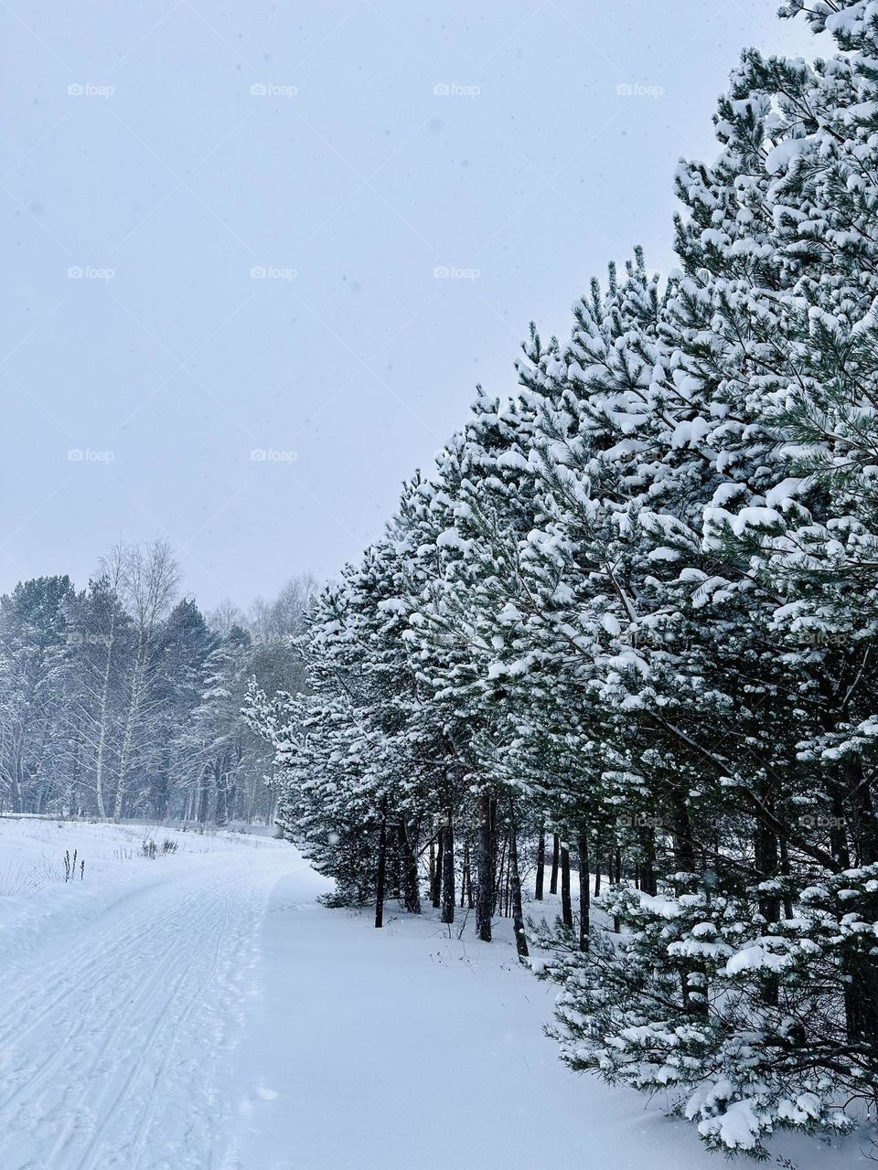 A white pathway full of snow, lead by pine trees in a heavy snow day.