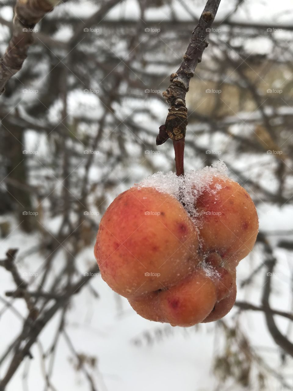 Shrivelled frozen fruit with snow on top 