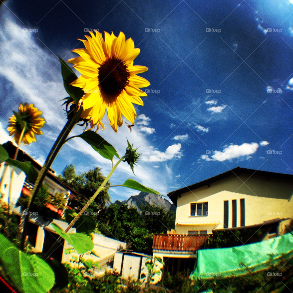 sky flower summer sunflower by nimonsta