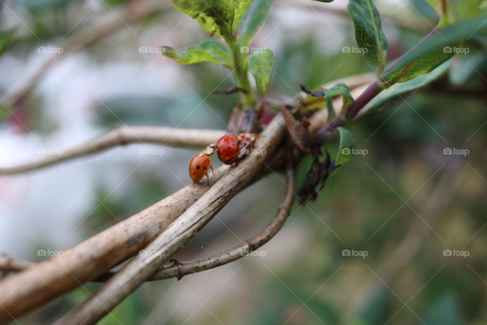 Lady bug love