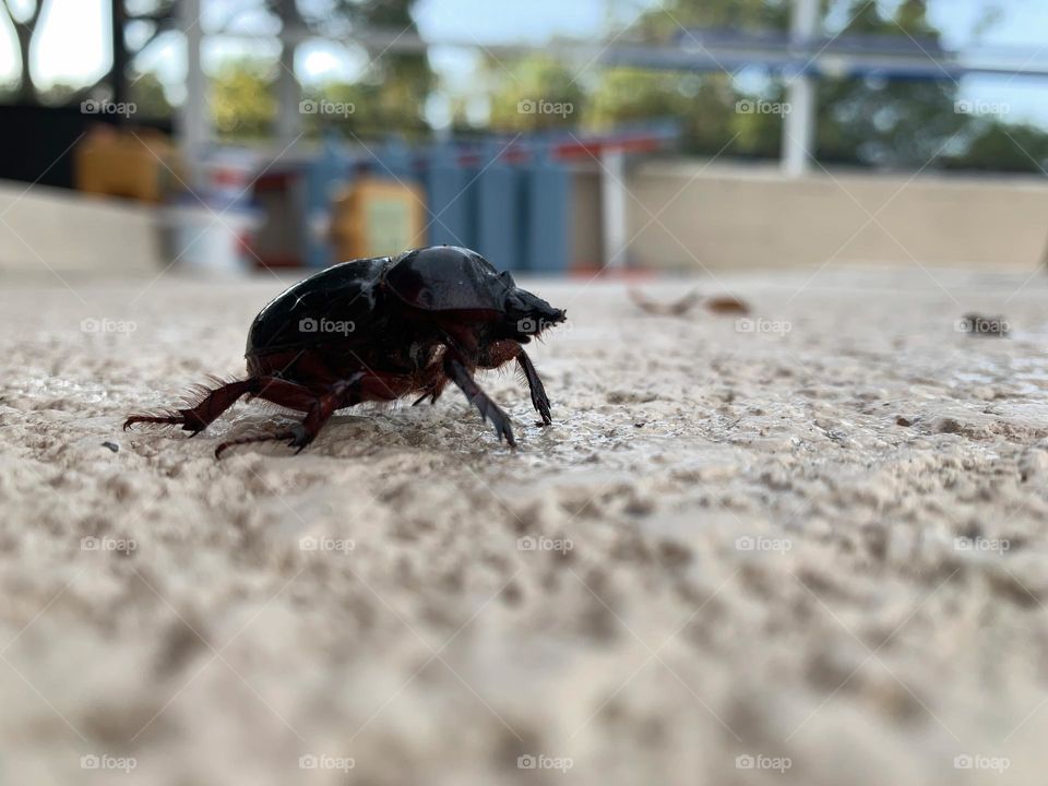 Black Scarab On The Concrete From Central Eastern Florida With Pool Supplies And Enclosure In The Background.