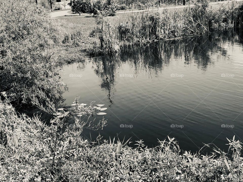 Urban Nature Water At The Draa Field Stormwater Park In The City For The Ecosystem To Provide A Water Quality Benefit To The Indian River Lagoon And To Reduce Flooding Within The Basin, In Florida, In Black And White.