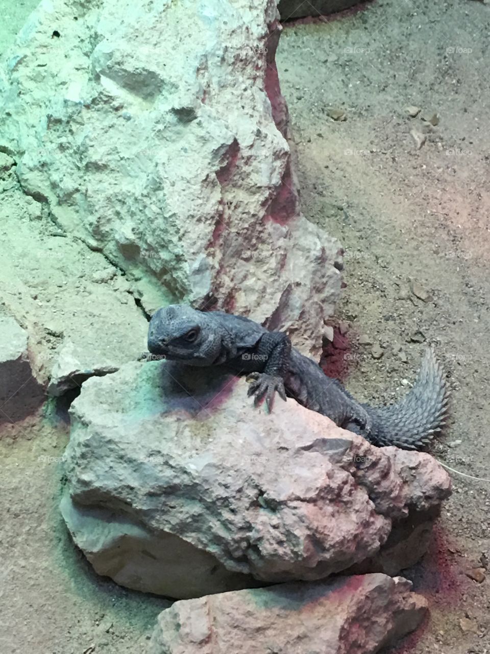 Lizard at the zoo 