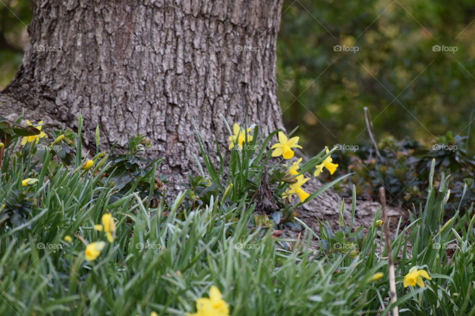 Mini Daffodils