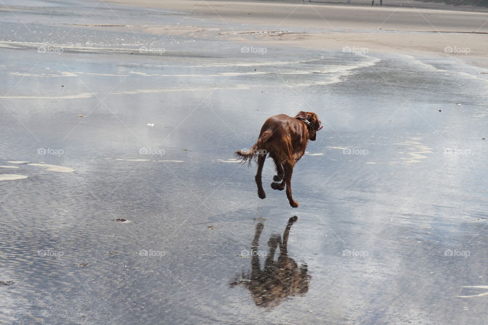 Freedom ... four legs off the ground capture . ..Quinn  bounding along the beach so happy 