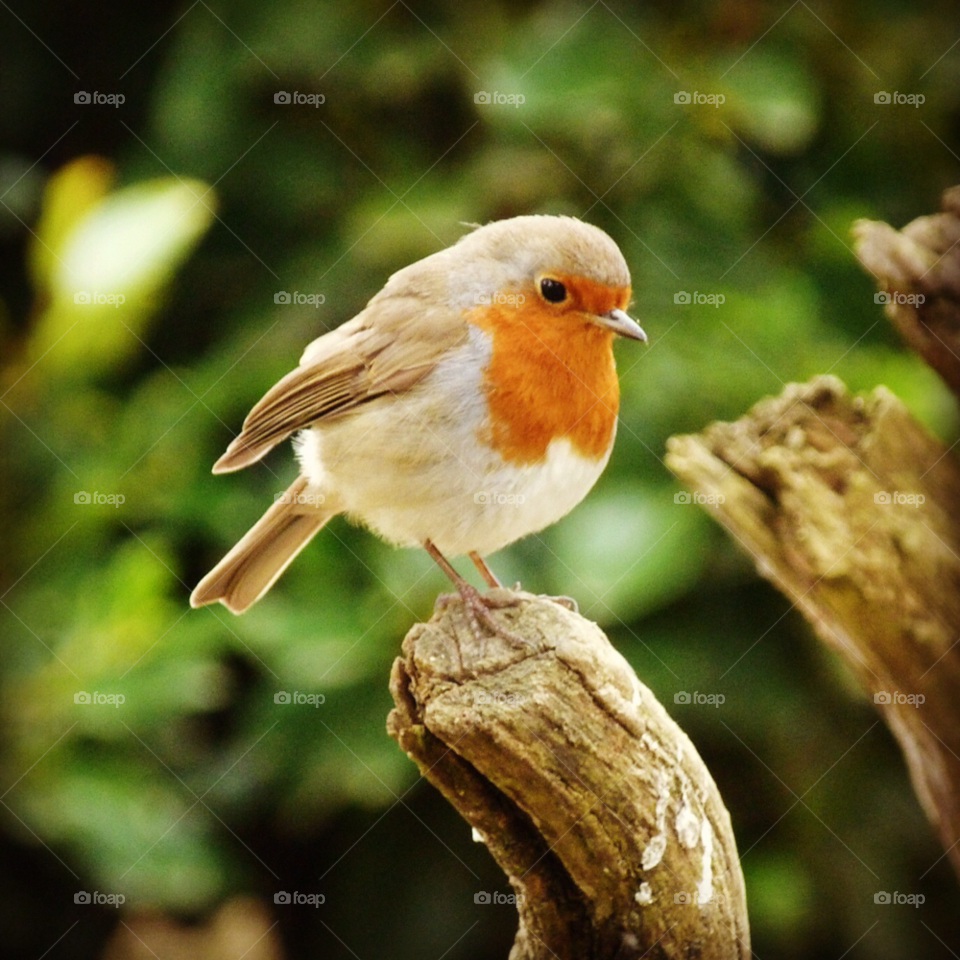 uk robin bird  autumn beautiful england uk by philzee