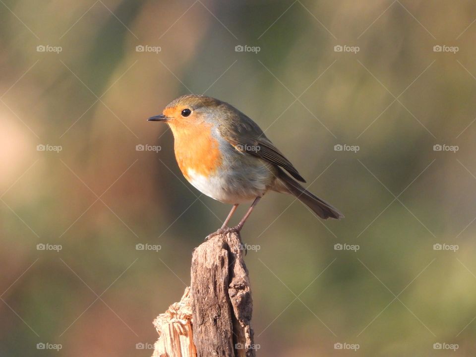 A robin on a tree stump 
