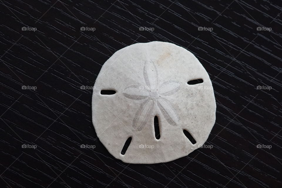 sand dollar