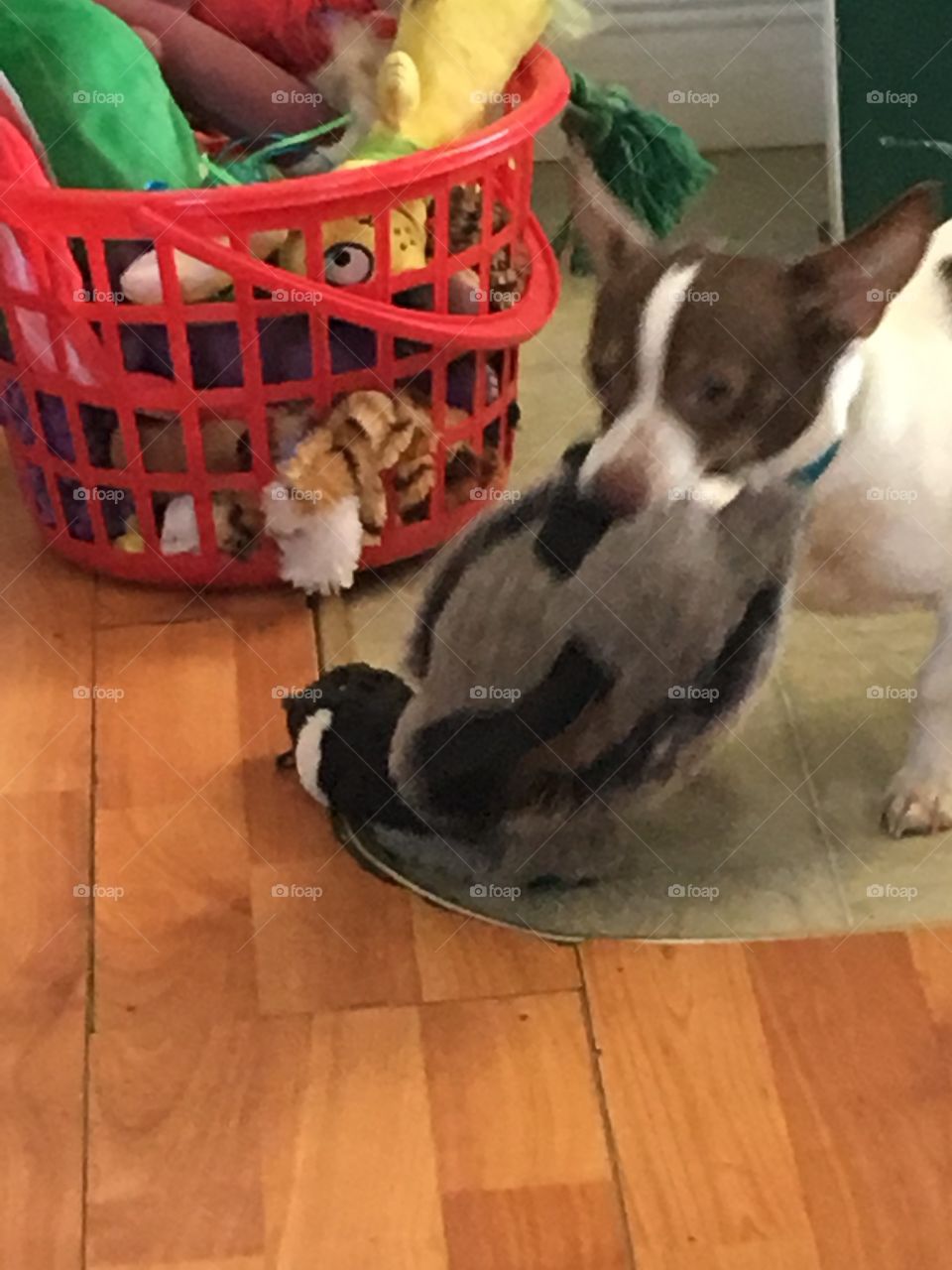 Little dog big duck toy. This is one of his favorite toys to play with every day.