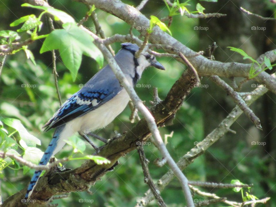Blue Jay