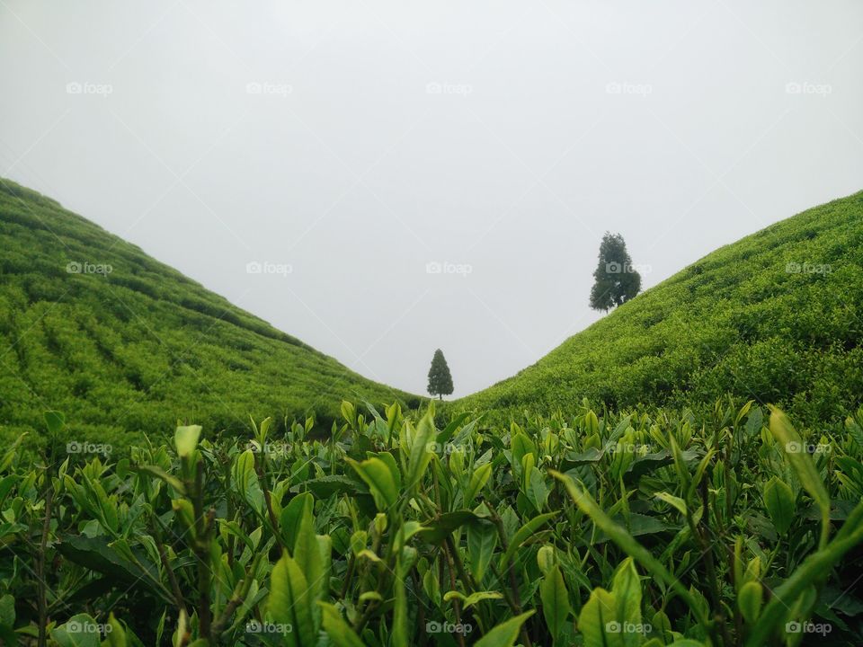 symmetric tea garden hills