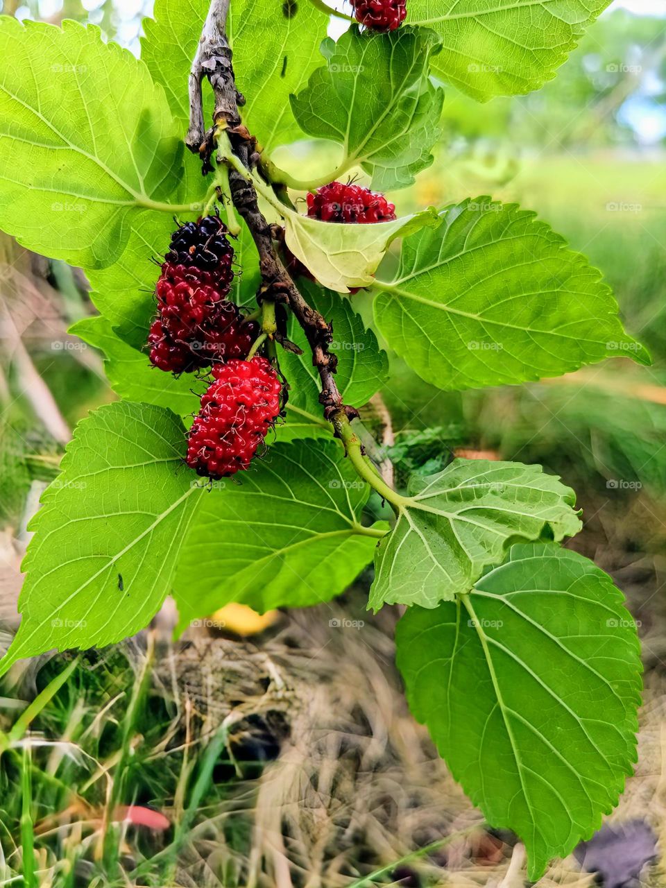 Mulberry fruits on the branch.