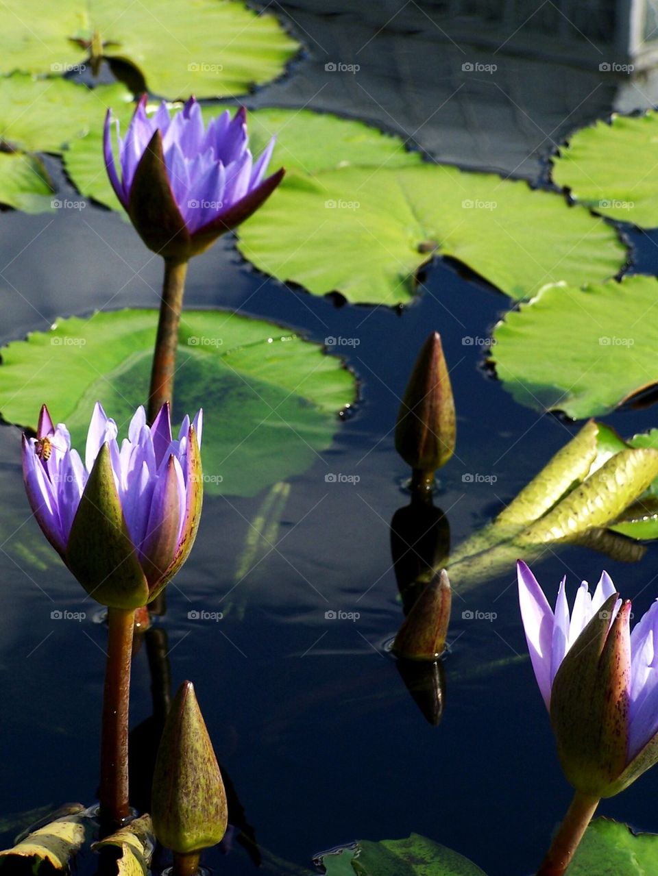 Water lilies #1