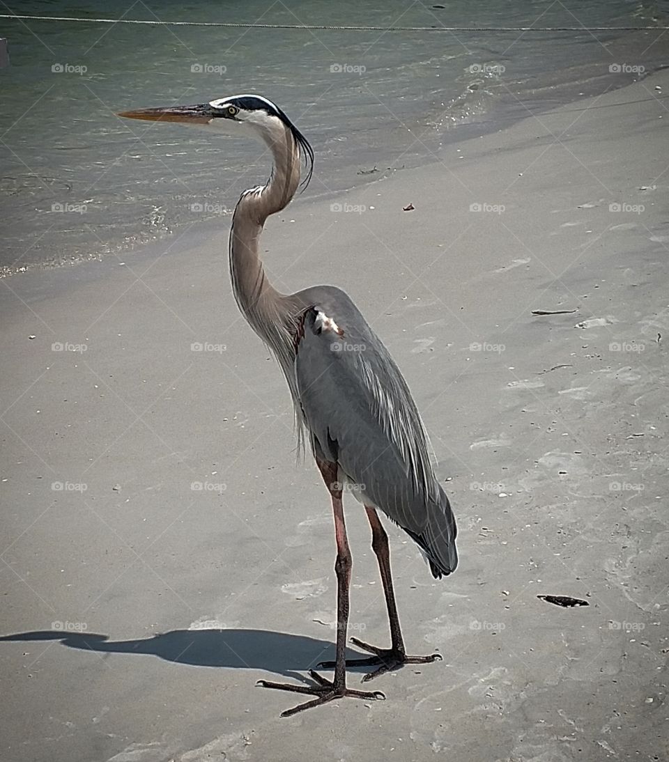 Waiting for fishermen to catch his dinner