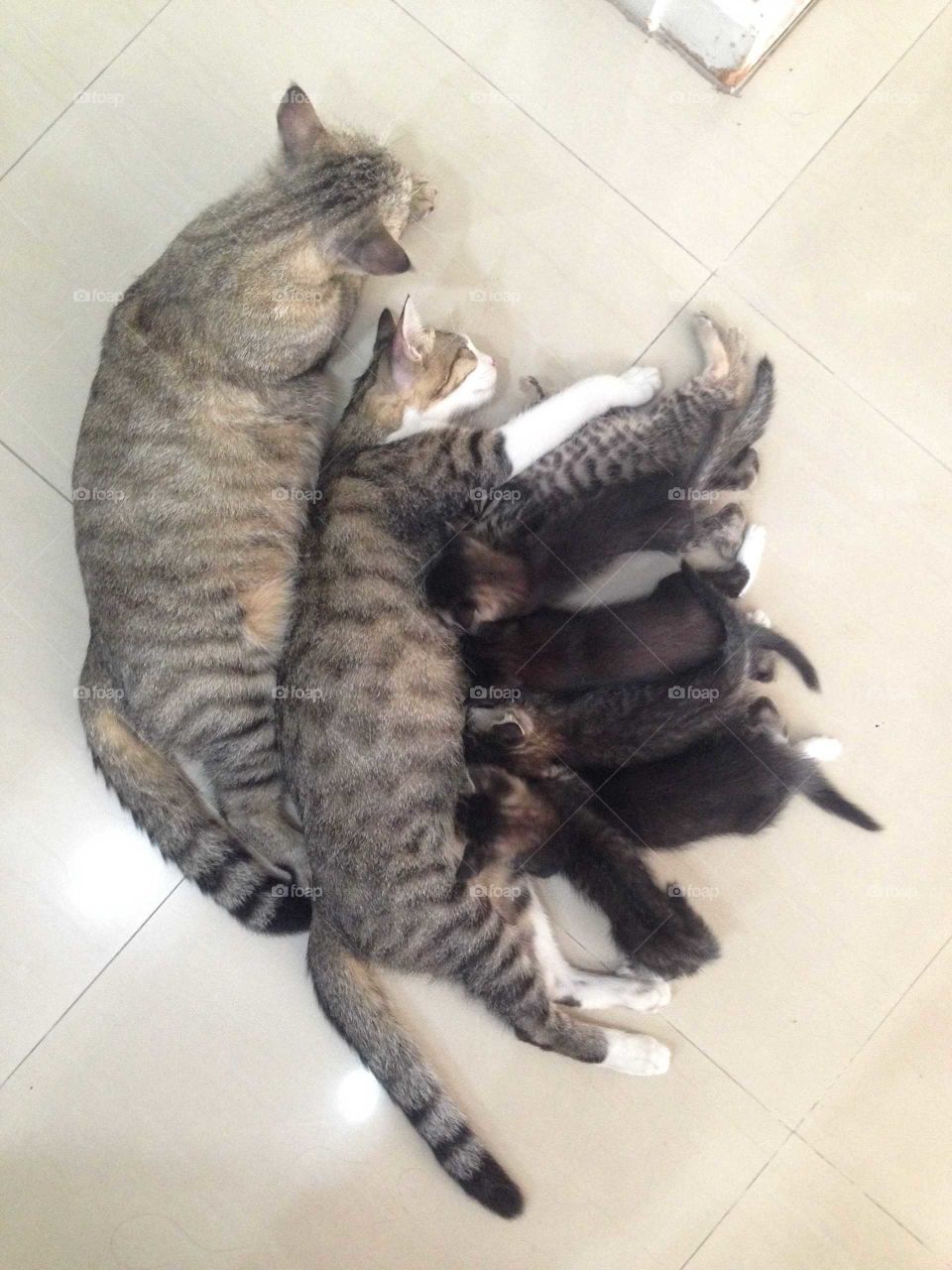 Lovely cat family