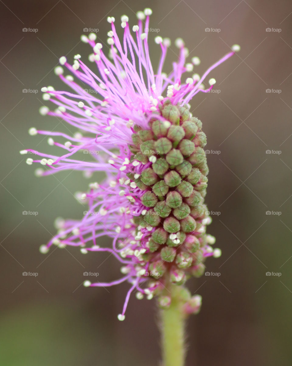 Purple Mimosa Pudica flower just starting to bloom early Spring
