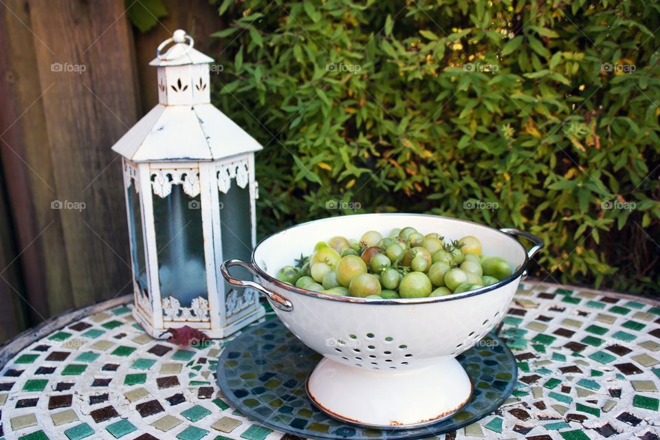 Freshly picked green tomatoes