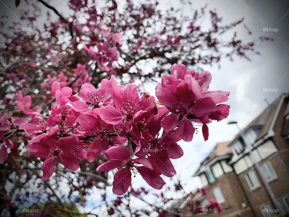 Flowering 