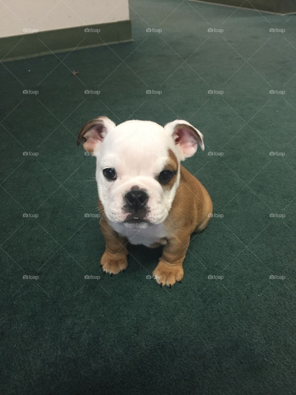 baby bulldog 
