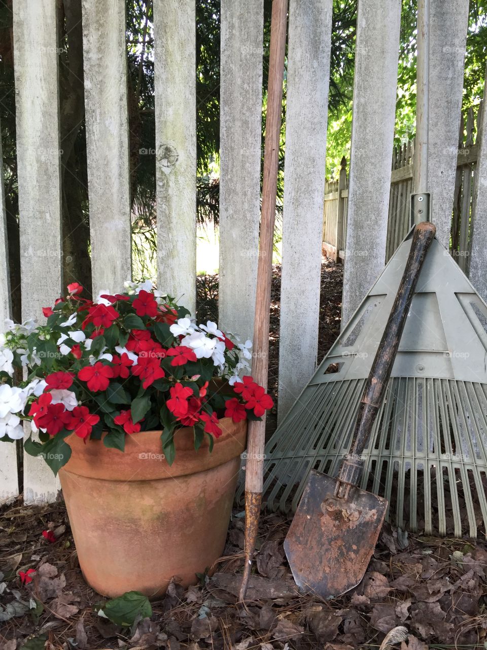 Planting flowers . Planting flowers in the garden 