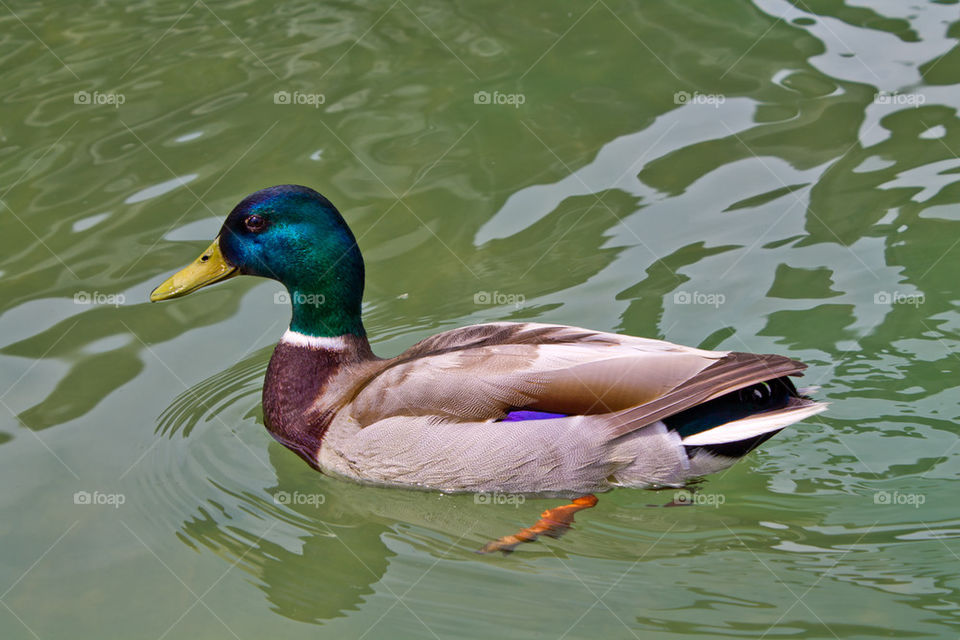 duck