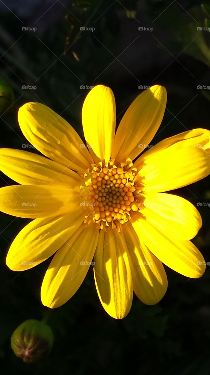 A nice flower in the sunlight