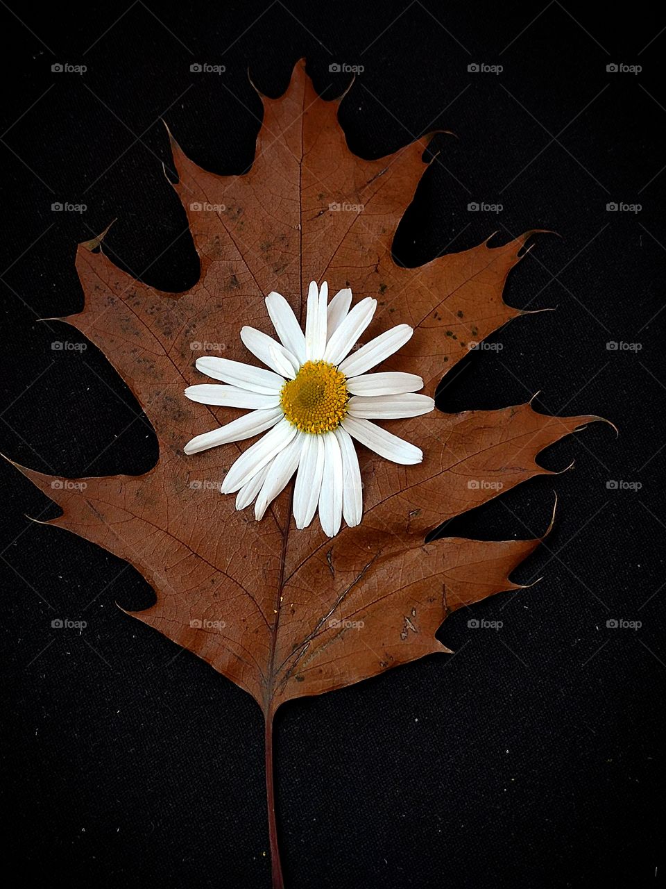 A brown oak leaf with chamomile on it.  Black background "starry sky"