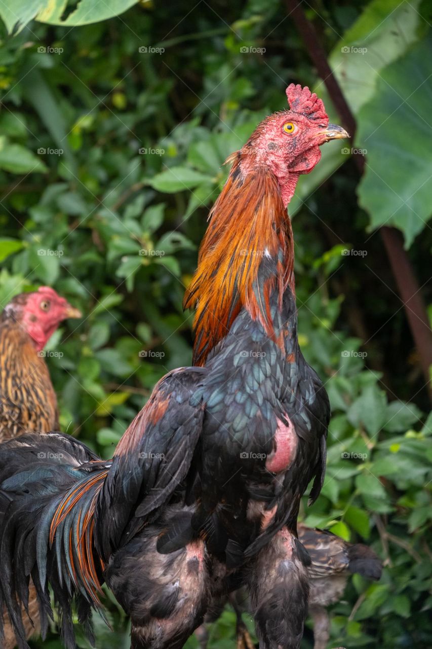 rooster close up image