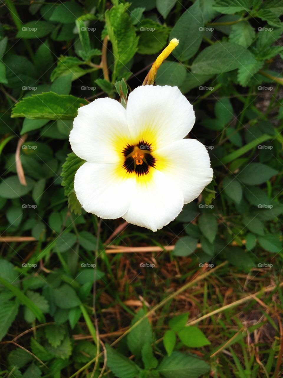 one beautiful flower blooming in the very beautiful garden